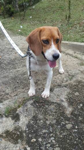 beagle_cerroAzlu.jpg